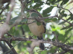 Myrmorchilus strigilatus