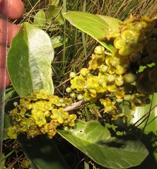Salacia kraussii