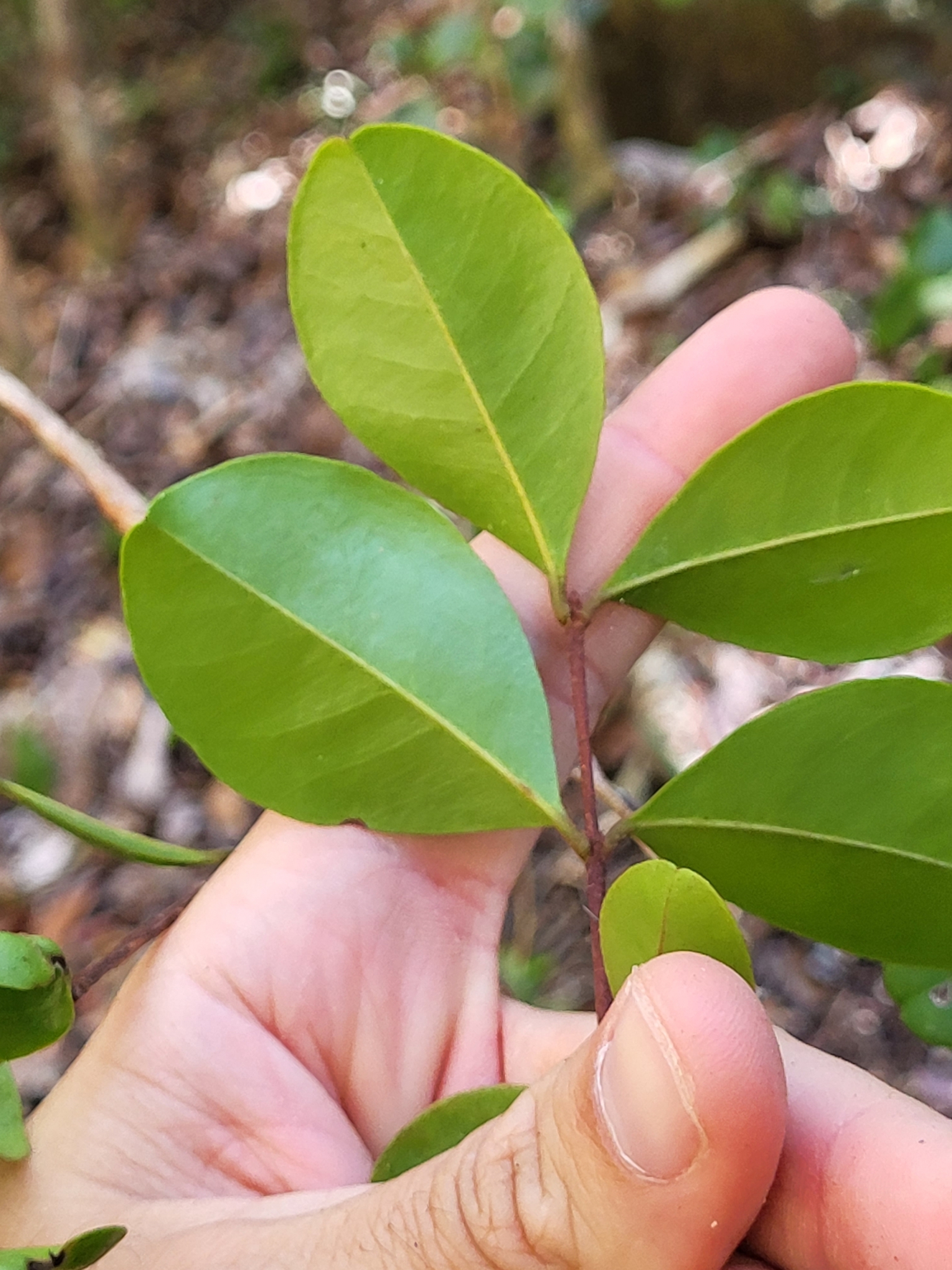 Imagem de Pedra-ume-caá