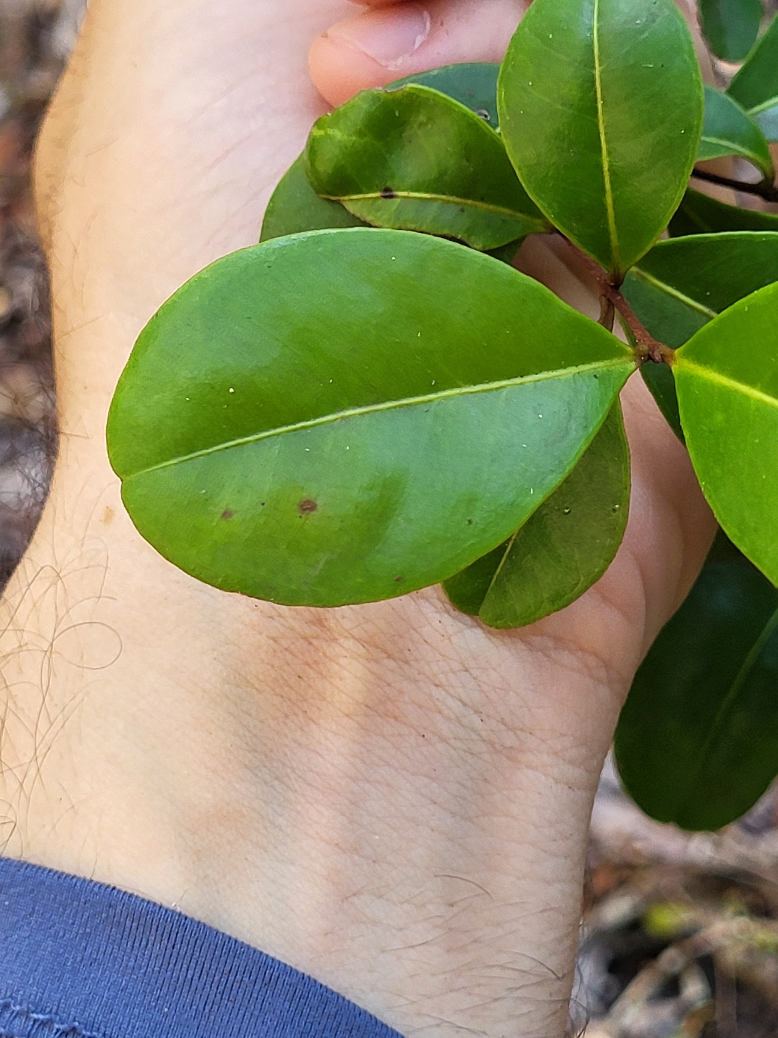 Imagem de Pedra-ume-caá