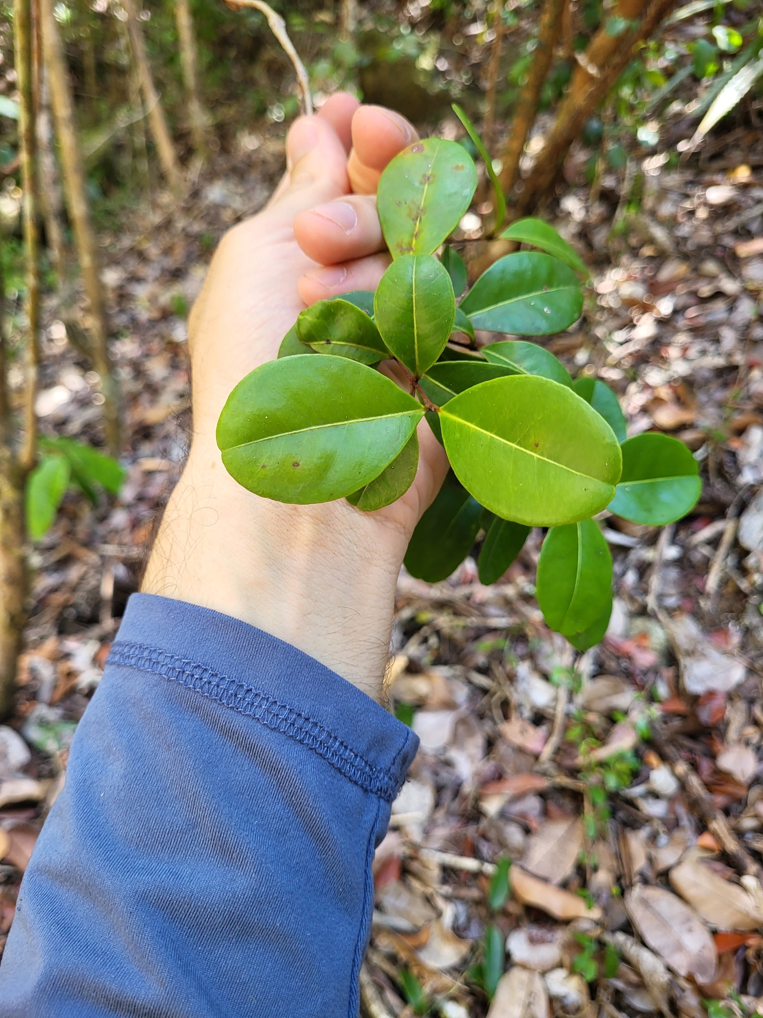 Imagem de Pedra-ume-caá
