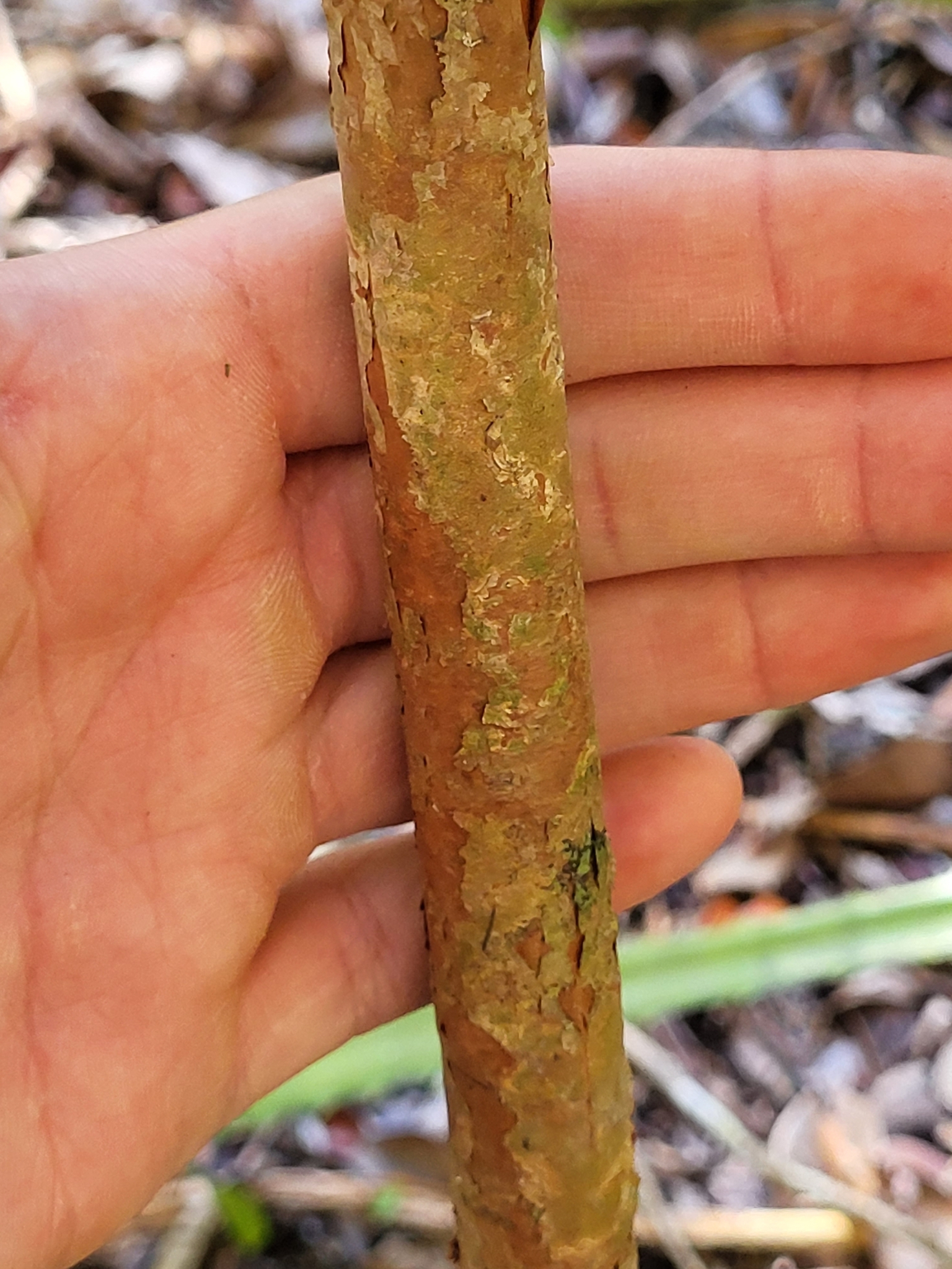 Imagem de Pedra-ume-caá