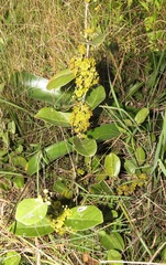 Salacia kraussii