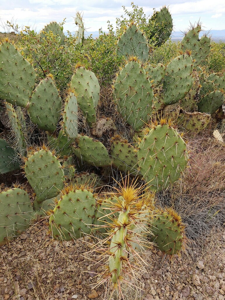 Brown-spined Pricklypear from Doña Ana County, NM, USA on October 21 ...