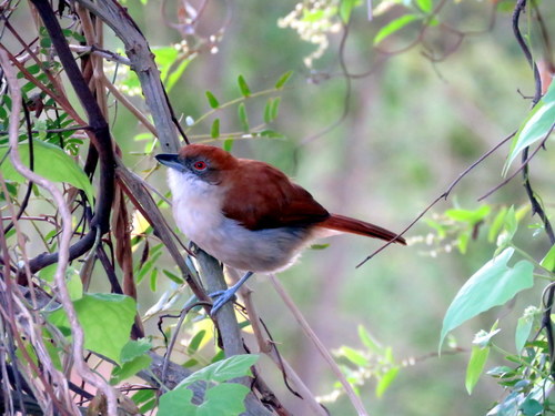 Taraba major