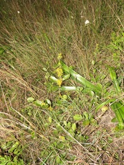 Salacia kraussii