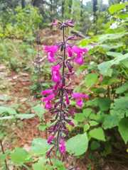 Salvia carnea