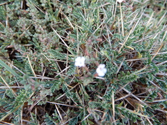 Astragalus balearicus