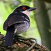 Great Antshrike - Photo no rights reserved, uploaded by Diego Carús