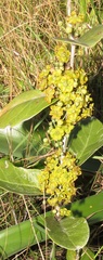 Salacia kraussii
