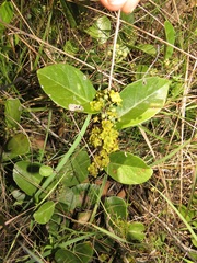 Salacia kraussii