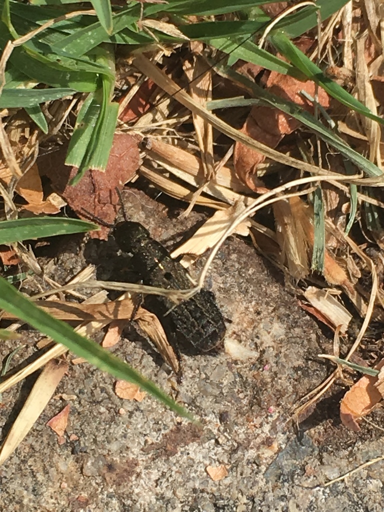 Platydracus tarsalis