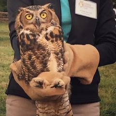 Bubo virginianus virginianus