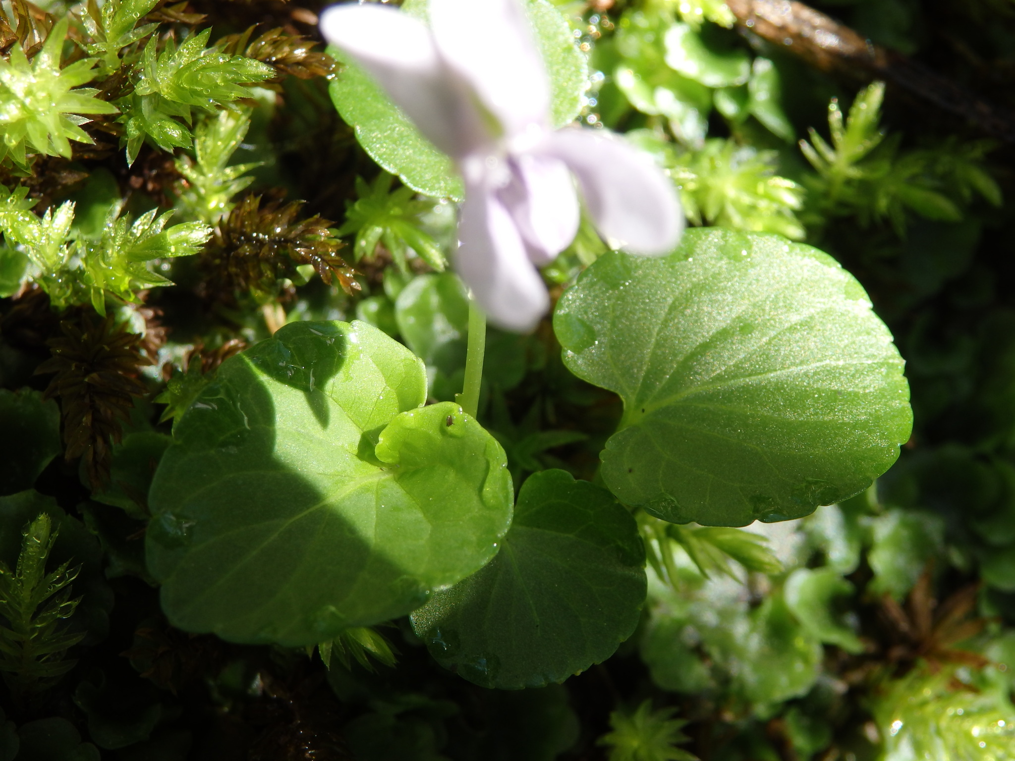Viola palustris L.