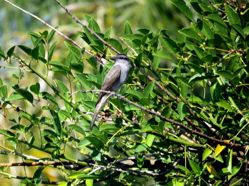Empidonomus aurantioatrocristatus