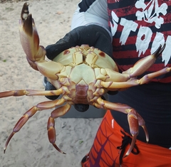 Carpilius corallinus