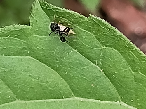 Cyphonia clavata