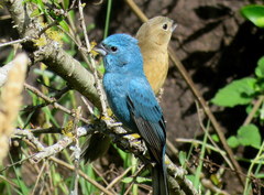 Cyanoloxia glaucocaerulea