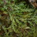 Plagiochila fasciculata - Photo (c) Marley Ford, μερικά δικαιώματα διατηρούνται (CC BY-NC-SA), uploaded by Marley Ford