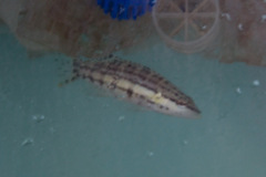 Serranus tigrinus