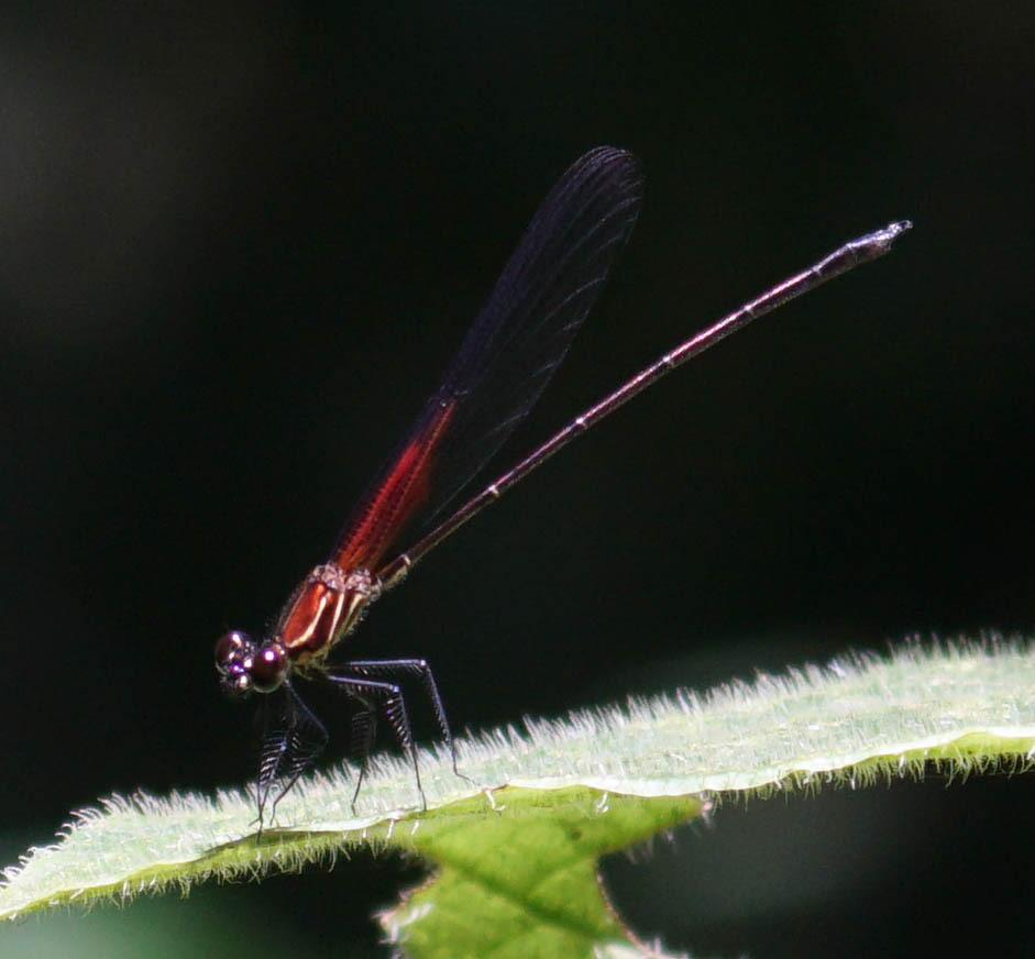 Red-stripe Rubyspot