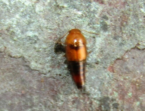 Tachyporus formosus