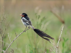 Alectrurus risora