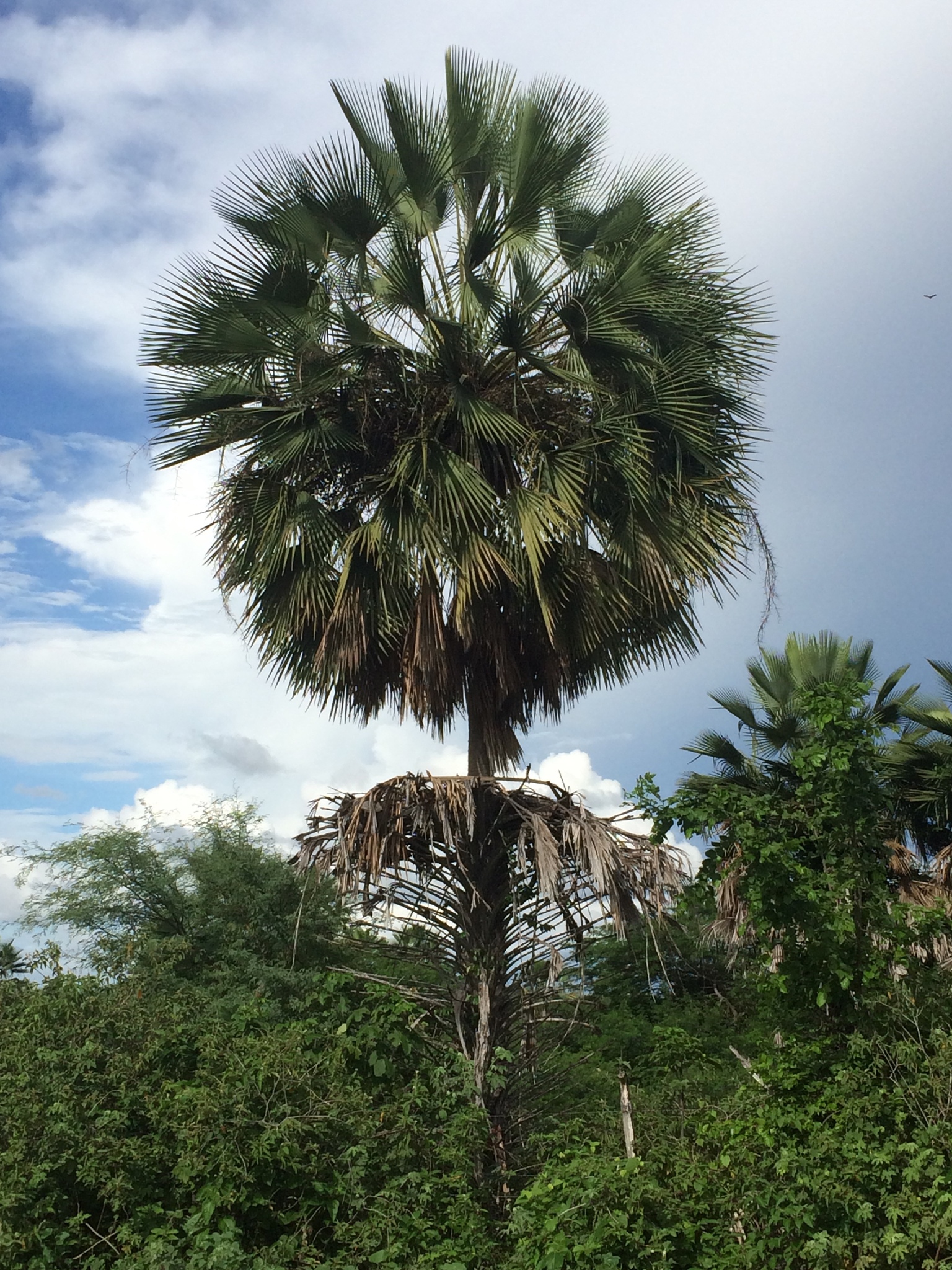 Copernicia prunifera