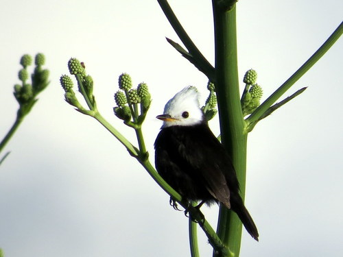 Arundinicola leucocephala