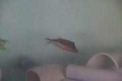 Canthigaster rostrata