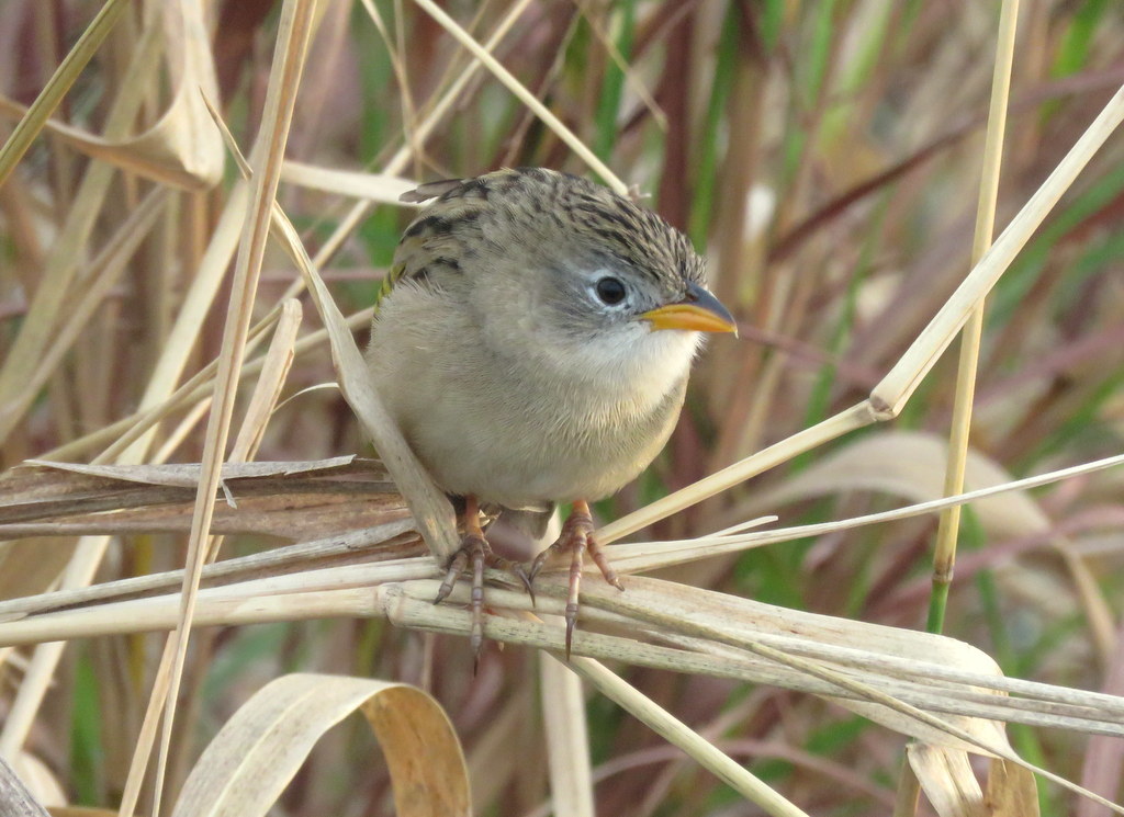 Lesser Grass-finch
