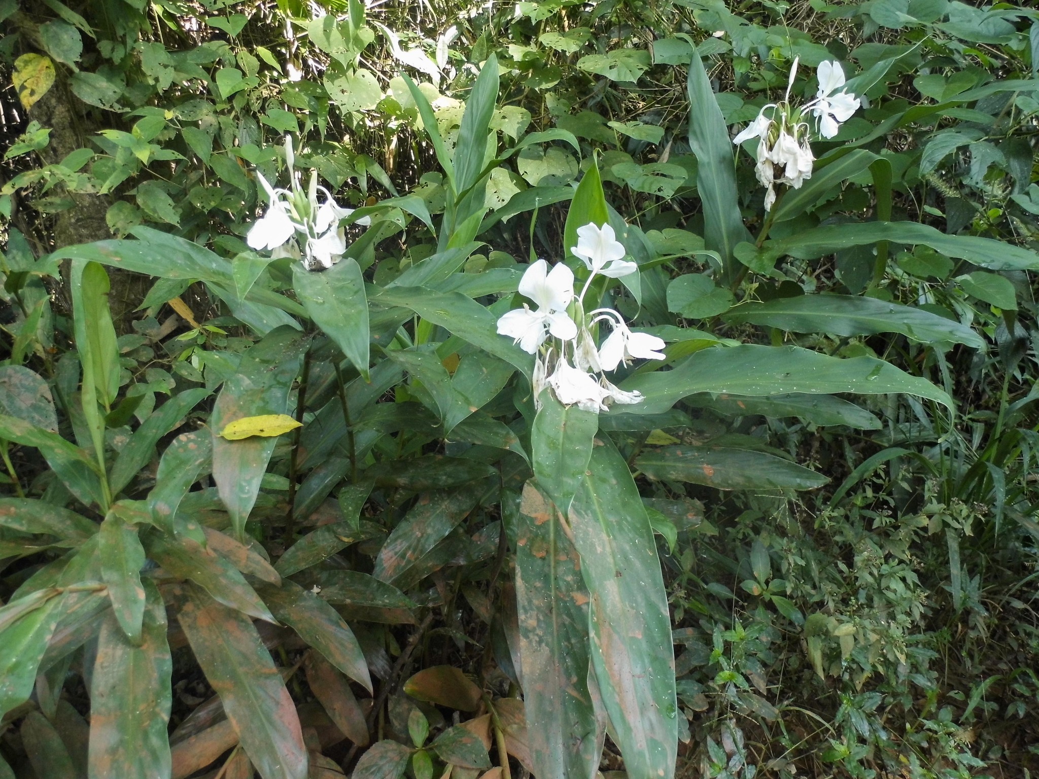 Hedychium coronarium