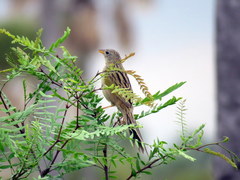 Emberizoides herbicola