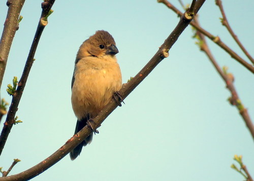 Sporophila collaris