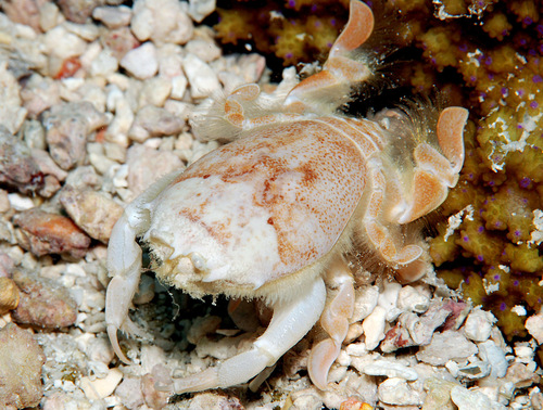 Notosceles