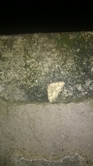 Coenotephria ablutaria