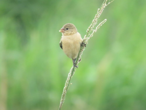 Sporophila hypoxantha