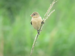 Sporophila hypoxantha