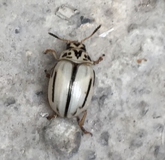 Leptinotarsa defecta