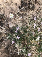 Nerisyrenia camporum