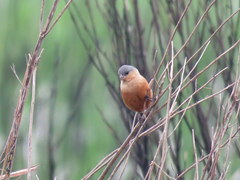 Sporophila hypoxantha