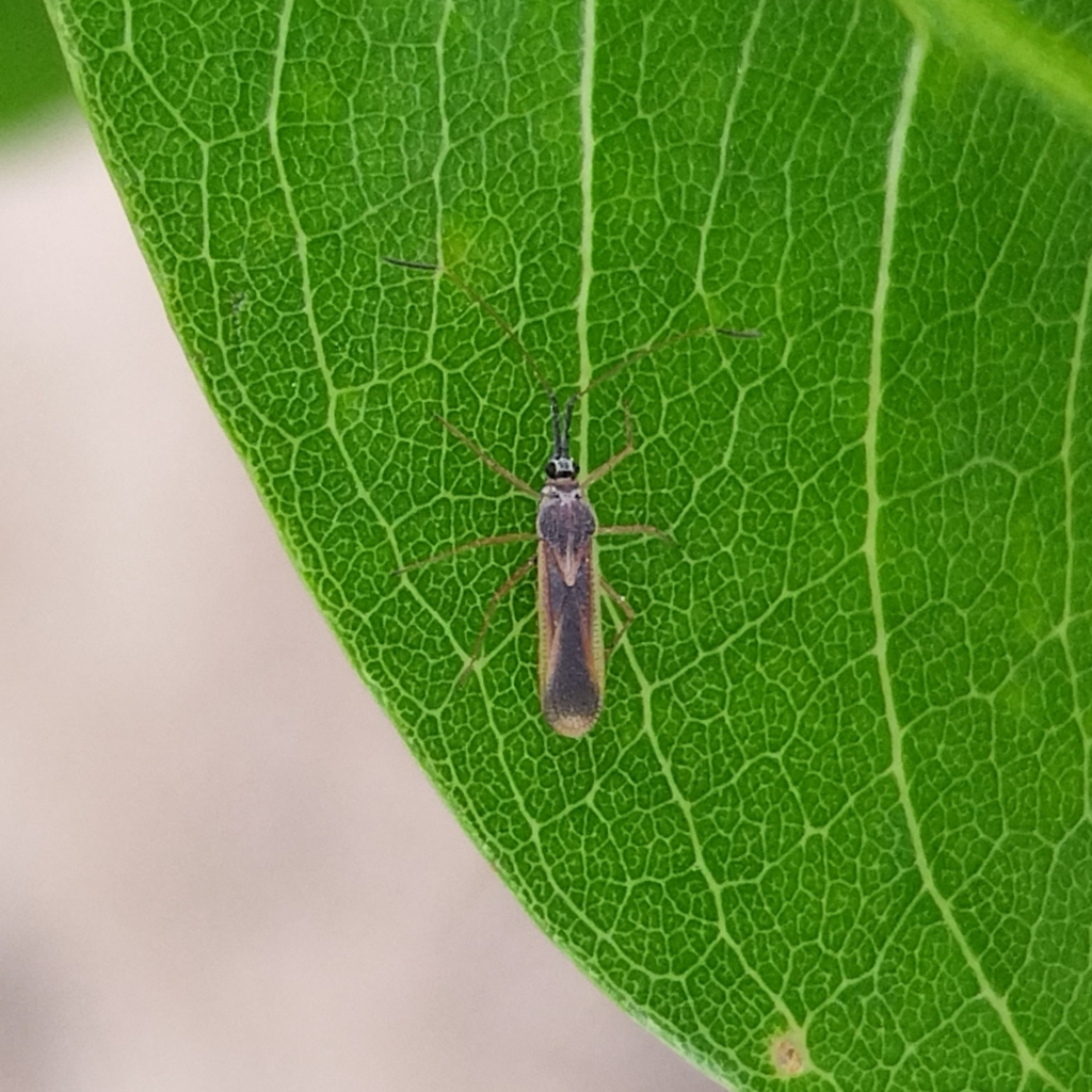Tigava