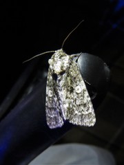 Acronicta afflicta