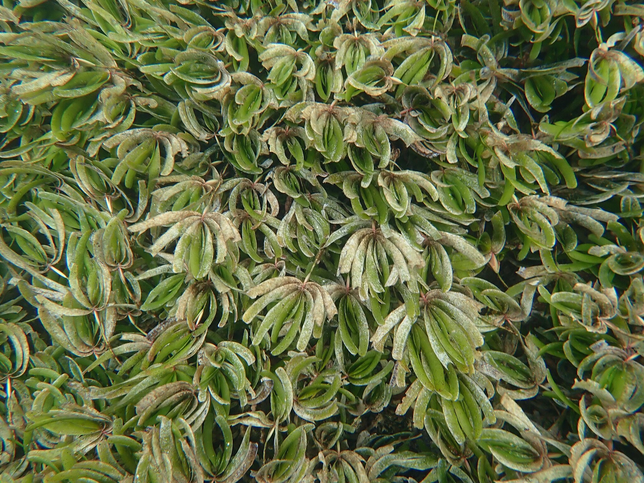 Thalassodendron ciliatum