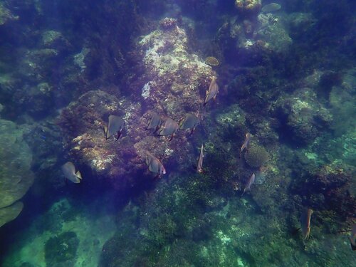 Round Batfish
