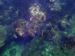 Round Batfish