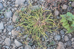 Cyperus fuscus
