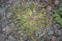 Cyperus fuscus