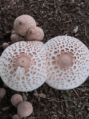 reddening lepiota