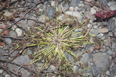 Cyperus fuscus